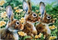 40 Rabbit Trio1.jpg