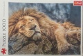 1000 Sleeping lion.jpg