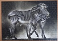 500 Zebras1.jpg