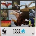 1000 Albatross.jpg