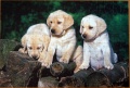160 Puppy Labradors1.jpg