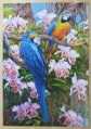 1500 Parrots and Orchids1.jpg