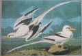1000 White-tailed Tropicbird1.jpg