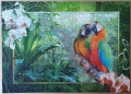 1000 Papageien im Dschungel (2)1.jpg