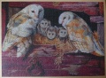 1000 Barn Owls1.jpg