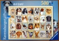 500 Hundeportrait.jpg