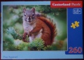 260 Pine Squirrel.jpg