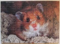54 (Hamster)1.jpg