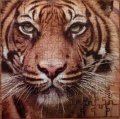 100 Tiger1.jpg