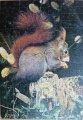 200 Red Squirrel1.jpg
