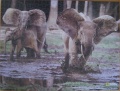 700 Die Elefanten der Dzanga-Bai1.jpg