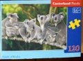 120 Family of Koalas.jpg