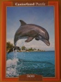 500 Dolphin.jpg