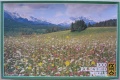 1000 Blumenwiese im Gebirge.jpg