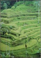 1000 Amazing Rice Terrace Field, Bali1.jpg