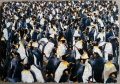 231 Penguin Pandemonium1.jpg