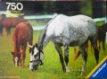 750 Weidende Pferde.jpg