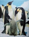 1000 Penguins (2)1.jpg
