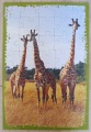 40 (Giraffen)1.jpg