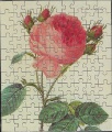 99 Rosa centifolia1.jpg