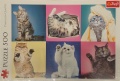 500 Kittens (2).jpg