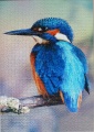 1000 Kingfisher, United Kingdom1.jpg