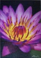 1000 Water Lily1.jpg