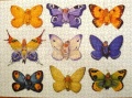 900 Schmetterlinge1.jpg
