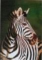 1000 Zebra (2)1.jpg