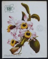 125 Dendrobium nobile.jpg