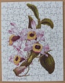 125 Dendrobium nobile1.jpg