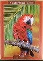 500 Green-Winged Macaw.jpg