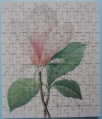 99 Magnolia soulangiana1.jpg