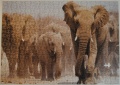 500 Elephant (1)1.jpg