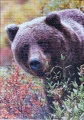 1000 Grizzly, Alaska, USA1.jpg