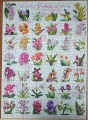 1000 Orchideen1.jpg