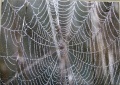250 Dewdrops Covered on Spider Webs1.jpg