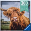 300 Highland Cattle.jpg