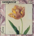 99 Tulipa culta.jpg