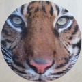 500 (Tiger)1.jpg