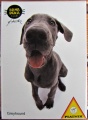 54 Greyhound.jpg