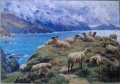 250 Sheep Reposing, Dalby Bay, Isle of Man1.jpg