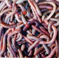 400 Can-O Worms2.jpg