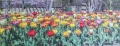 1000 Tons of Tulips1.jpg