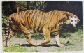 126 Tiger1.jpg