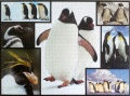 1000 Penguins (3)1.jpg