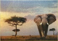 1000 Elefant in Masai Mara National Park1.jpg