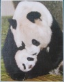 100 Tiergarten Schoenbrunn Pandamutter mit Baby.jpg