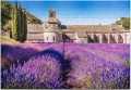 1000 Lavender Field in Provence, France1.jpg