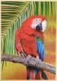 500 Green-Winged Macaw1.jpg